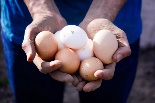 农场鸡蛋