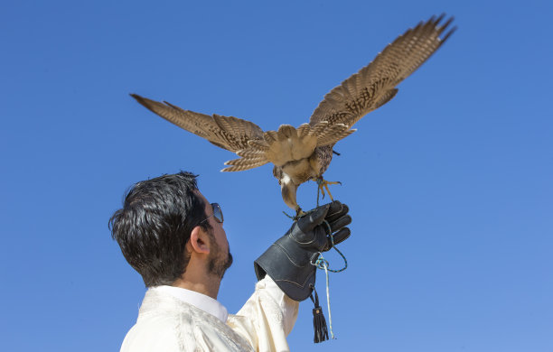 falcon