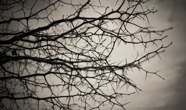 枯树艺术摄影