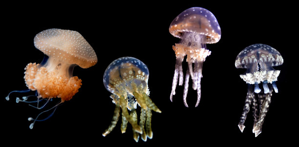 jellyfish
