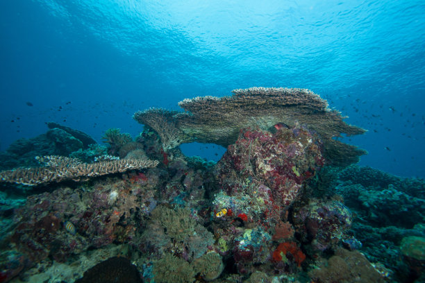 珊瑚礁滑板