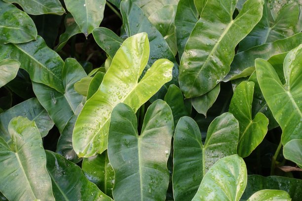 araceae