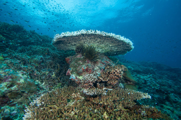 珊瑚礁滑板