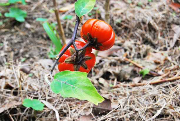 茄科植物