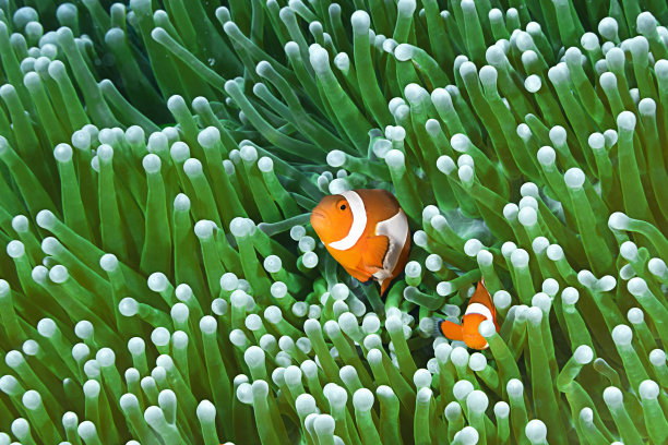 anemonefish