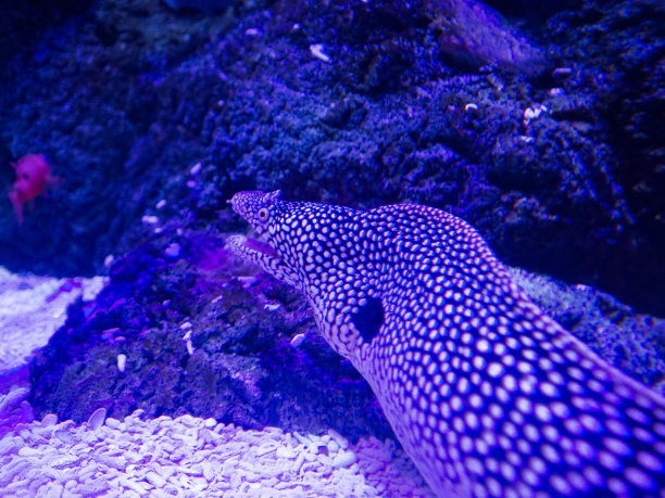 moray