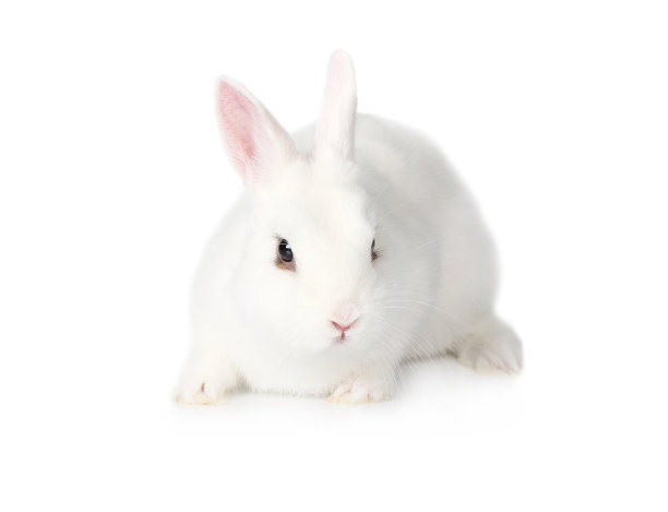 bunny