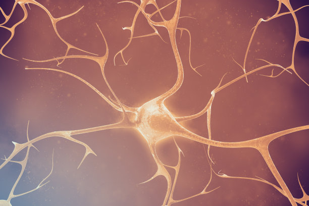 medulla