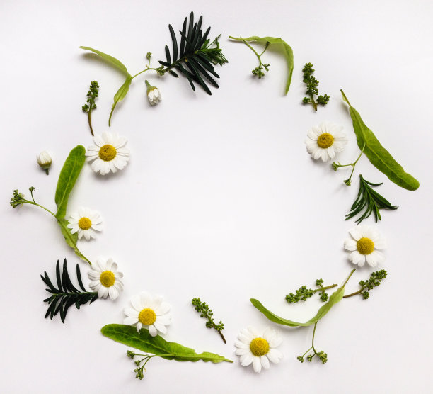camomiles