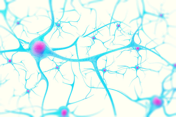 brain