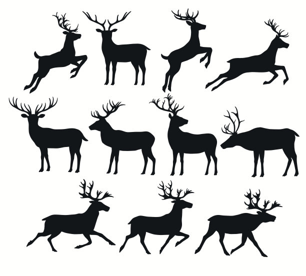 deer