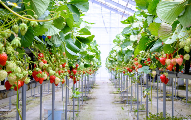 greenhouse