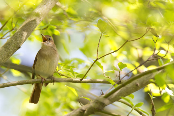 avian