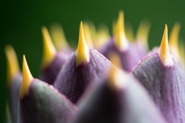 artichoke