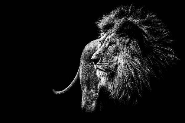lions
