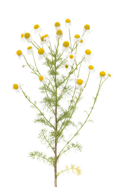 camomiles