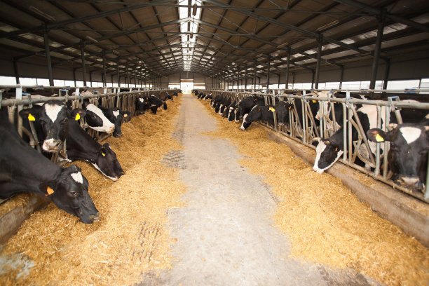 dairy