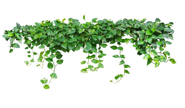 vitis