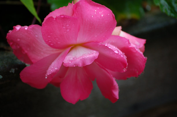 雨中海棠花