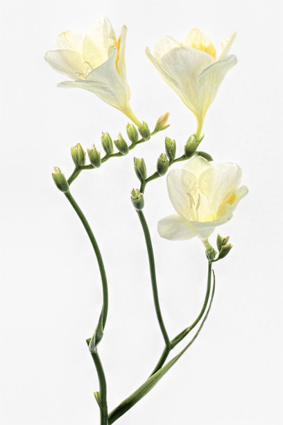 freesia