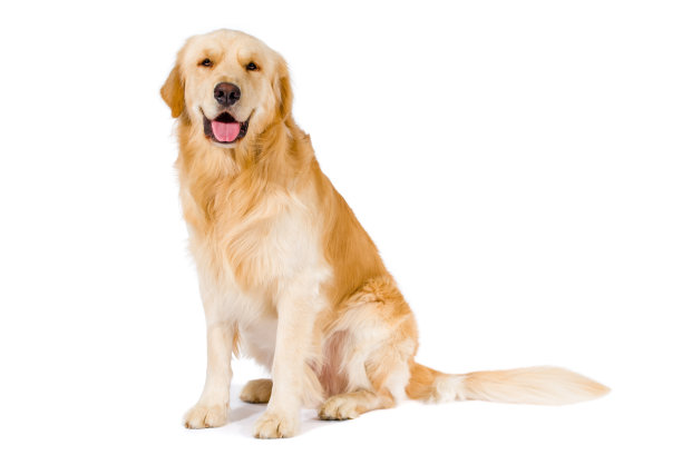 doggy