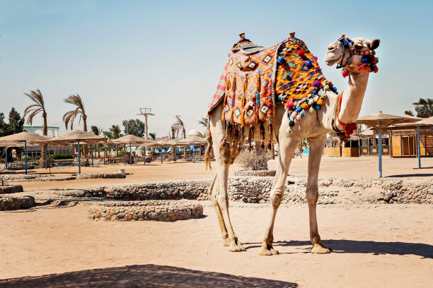 沙漠 金字塔 骆驼