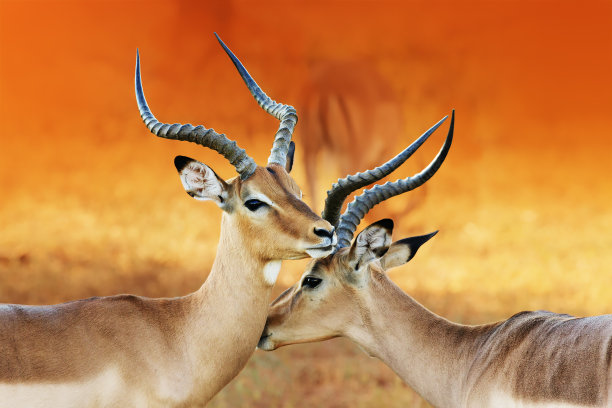 antelope