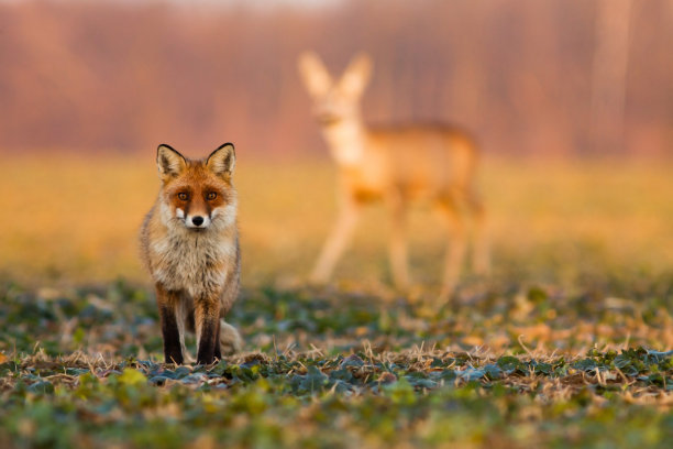 fox