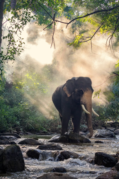 elephant