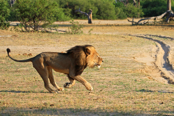 lion