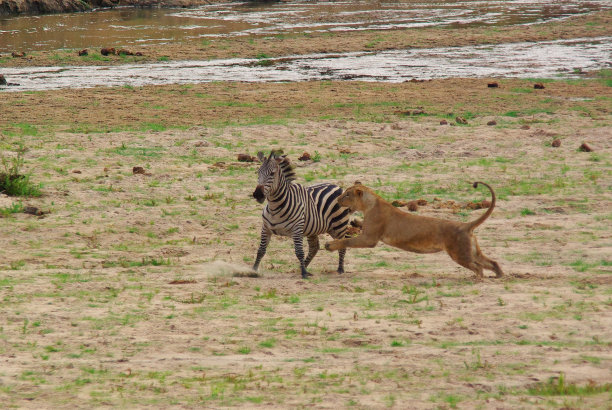 zebra