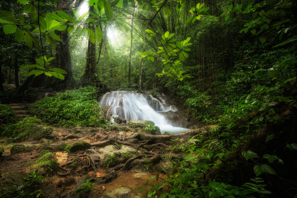 jungle