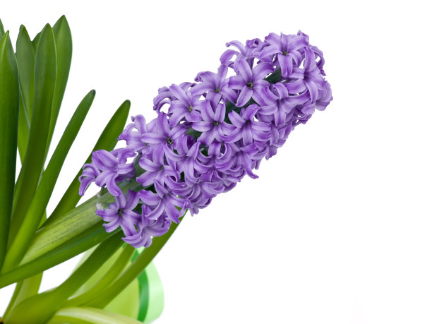 hyacinth