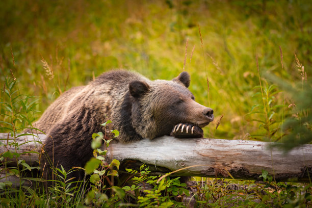 ursus