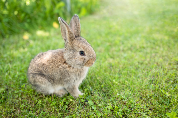 rabbit