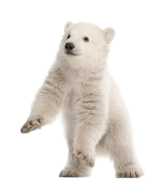 白熊北极熊