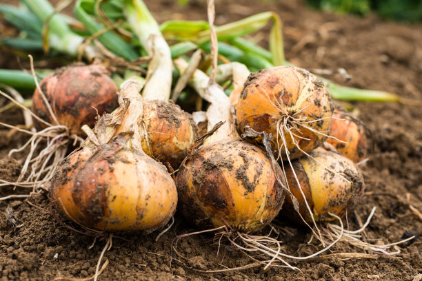 onions