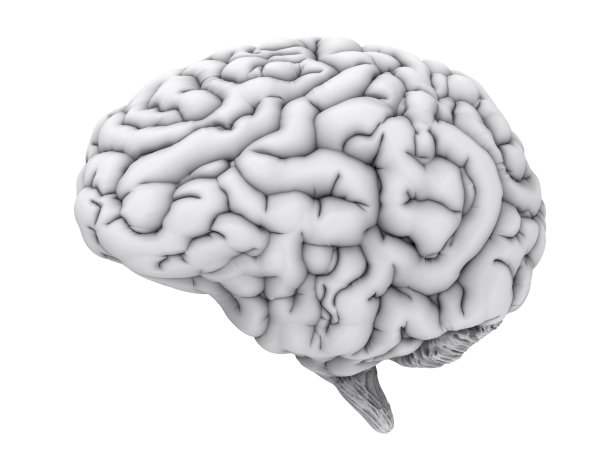 brain