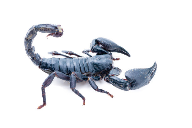scorpio
