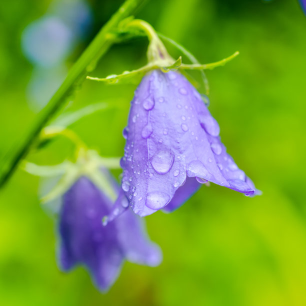 hyacinthoides
