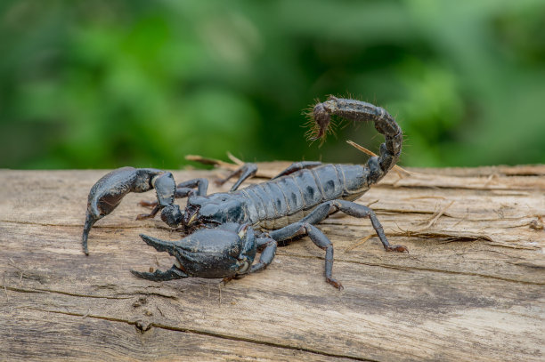 scorpio