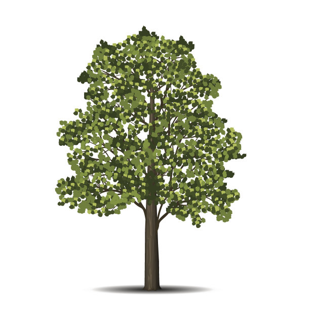 linden