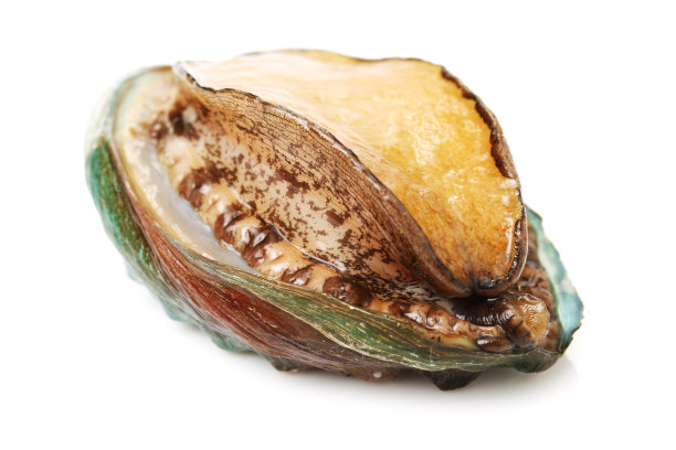 abalone