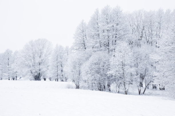 雪地雪景树木