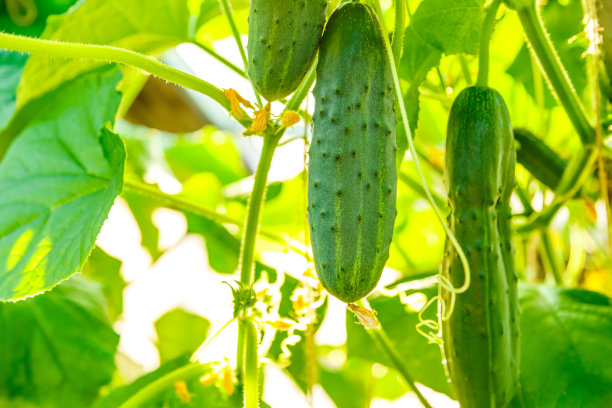 cucumber