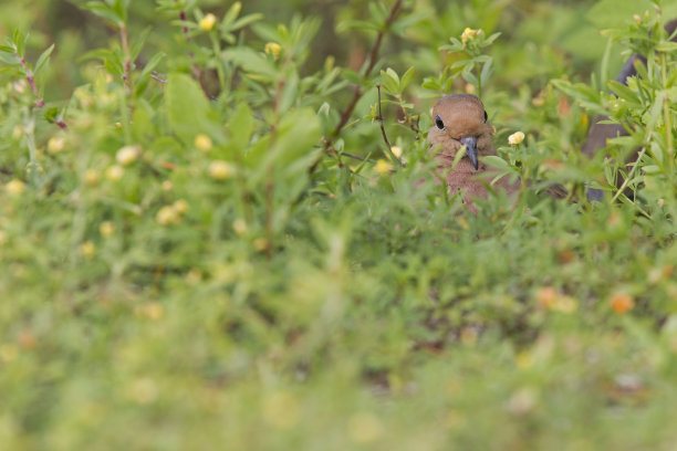 草地觅食的斑鸠