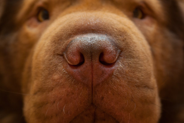 muzzle