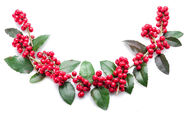 holly