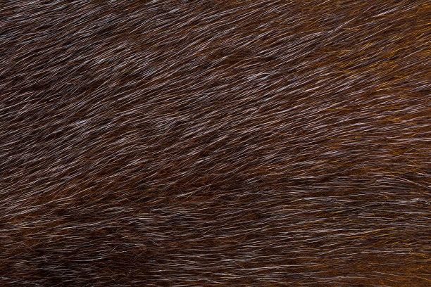 hairs