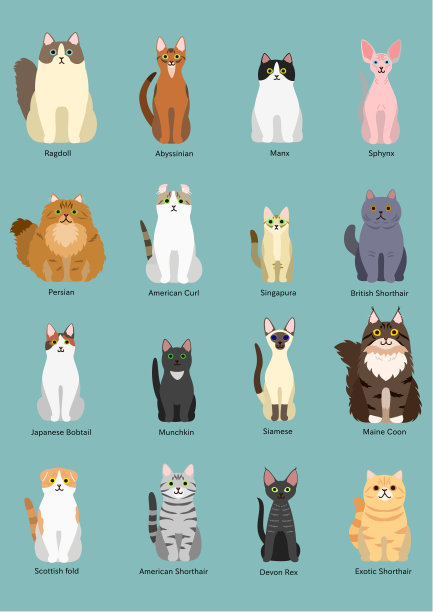 abyssinian猫